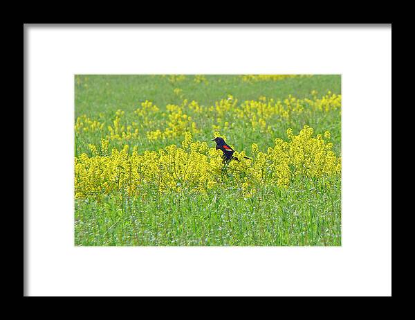 Bird Framed Print featuring the photograph Red-Winged Blackbird in Wild Mustard by Carol Senske