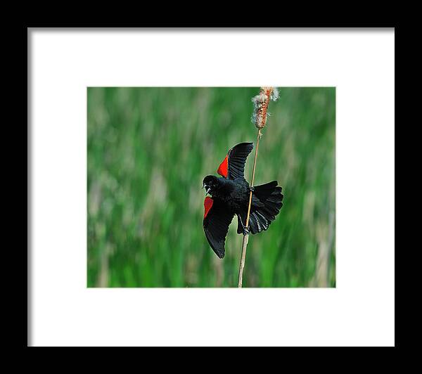 Red-winged Framed Print featuring the photograph Red-winged Blackbird by Tony Beck