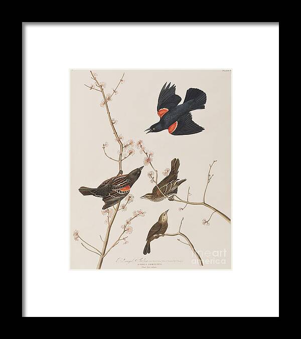 Audubon Framed Print featuring the painting Red winged Starling or Marsh Blackbird by John James Audubon