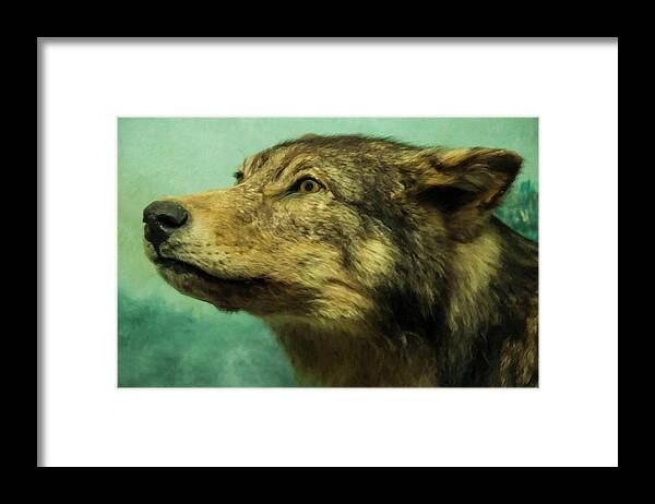 Red Wolf Framed Print featuring the digital art Red Wolf Digital Art by Flees Photos