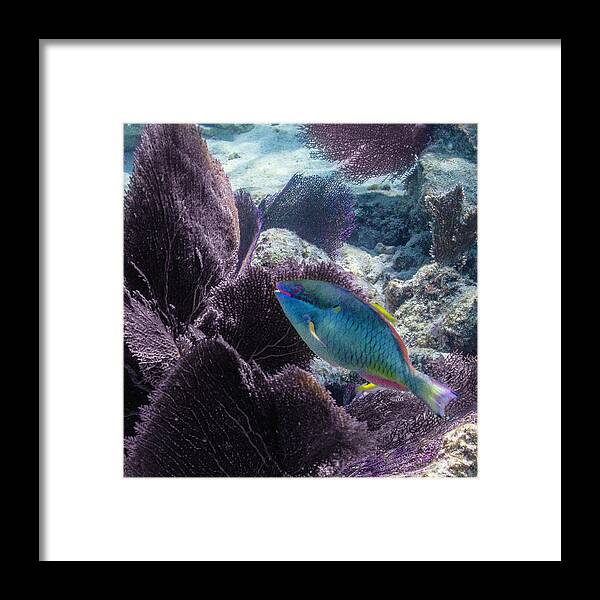 Ocean Framed Print featuring the photograph Redband Fan by Lynne Browne