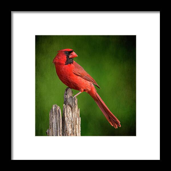 Cardinal Framed Print featuring the photograph Redbird Looking Back by Bill and Linda Tiepelman