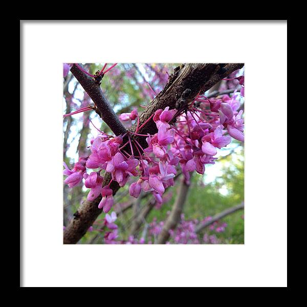 Flower Framed Print featuring the photograph Redbud Blossoms by Lisa Blake