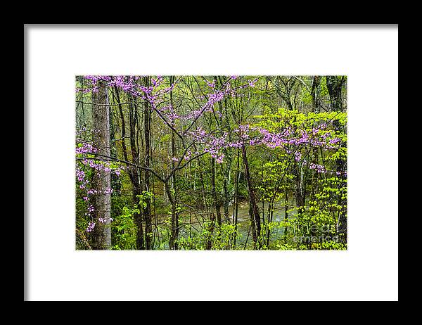 Elk River Framed Print featuring the photograph Redbud in the Rain by Thomas R Fletcher