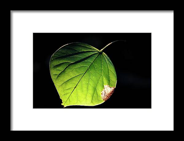 Redbud Framed Print featuring the photograph Redbud Leaf by Michelle Rollins
