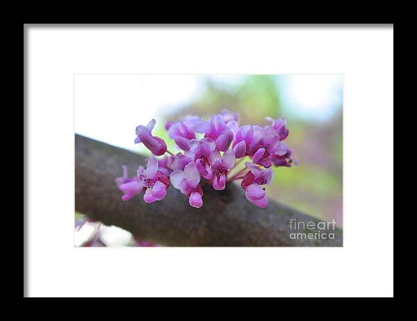 Flowers Framed Print featuring the photograph Redbud Tree by Brittany Horton