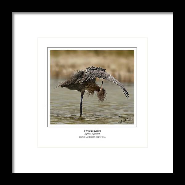 Reddish Egret Framed Print featuring the digital art Reddish Egret 2 by Owen Bell