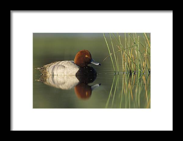 Mp Framed Print featuring the photograph Redhead Duck Aythya Americana Male by Tim Fitzharris