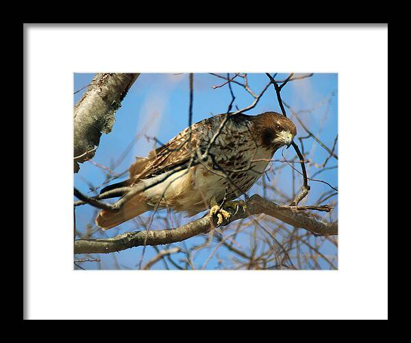 Wildlife Framed Print featuring the photograph Redtail Among Branches by William Selander