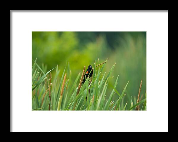 Redwing Back Bird Framed Print featuring the photograph Redwing by Gregory Blank