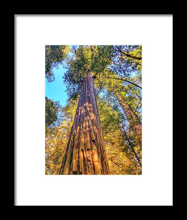 Jedediah Smith Redwoods State Park Framed Print featuring the photograph Redwood by Bonnie Bruno
