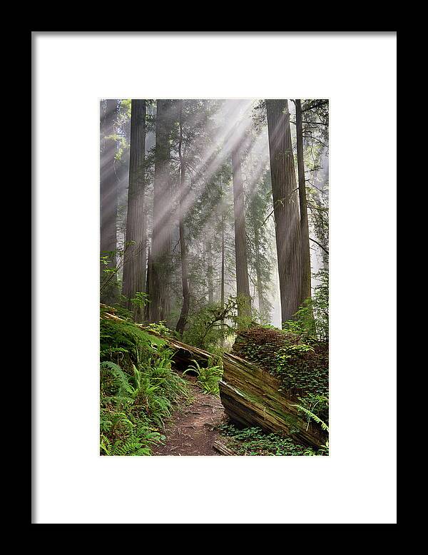 Redwoods Framed Print featuring the photograph Redwood Light by Greg Nyquist