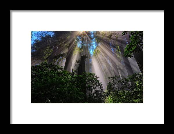 Redwoods Framed Print featuring the photograph Redwood Sunbeams by Greg Norrell