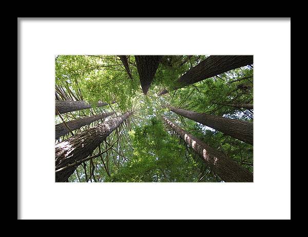 Cory Calantropio Framed Print featuring the photograph Redwood Tree Scope by Cory Calantropio