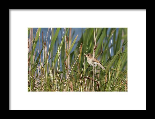 Nature Framed Print featuring the photograph Reed Warbler by Wendy Cooper