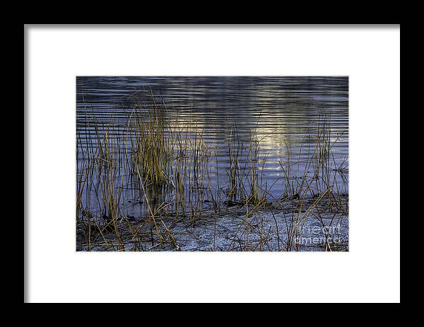 California Framed Print featuring the photograph Reeds and Reflection by Timothy Hacker