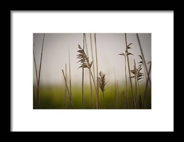 Minimalism Framed Print featuring the photograph Reeds in the Mist IV by Marianne Campolongo