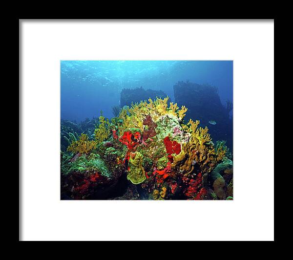 Coral Reef Framed Print featuring the photograph Reef Scene with Divers Bubbles by Pauline Walsh Jacobson
