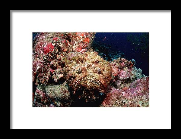 Reef Stonefish Framed Print featuring the photograph Reef Stonefish by Reinhard Dirscherl