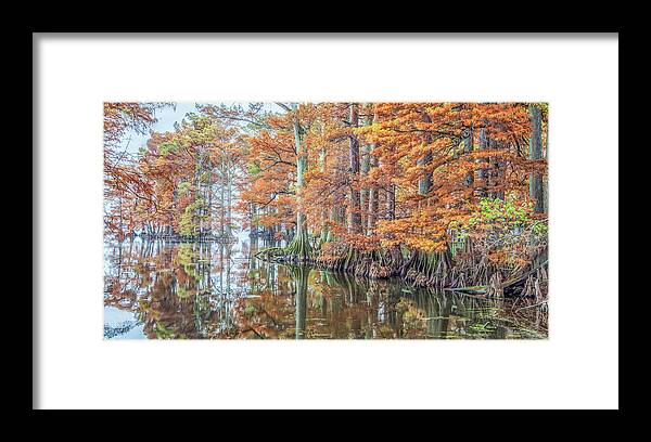 Cypress Trees Framed Print featuring the photograph Reelfoot Lake 2015 12-13 Panorama by Jim Dollar