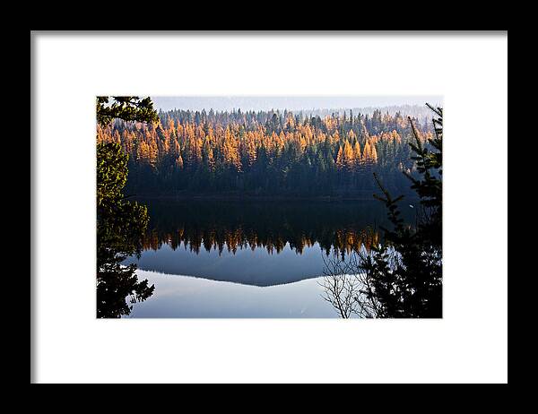Tamarack Framed Print featuring the photograph Reflecting on Autumn by Albert Seger