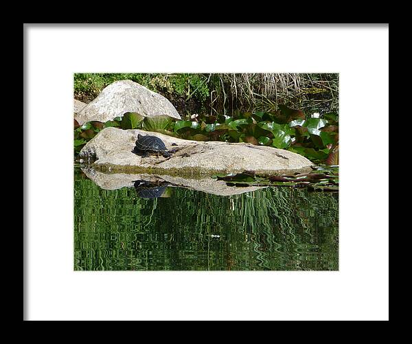 Turtle Framed Print featuring the photograph Reflecting on the Life of a Turtle by Claudia Goodell