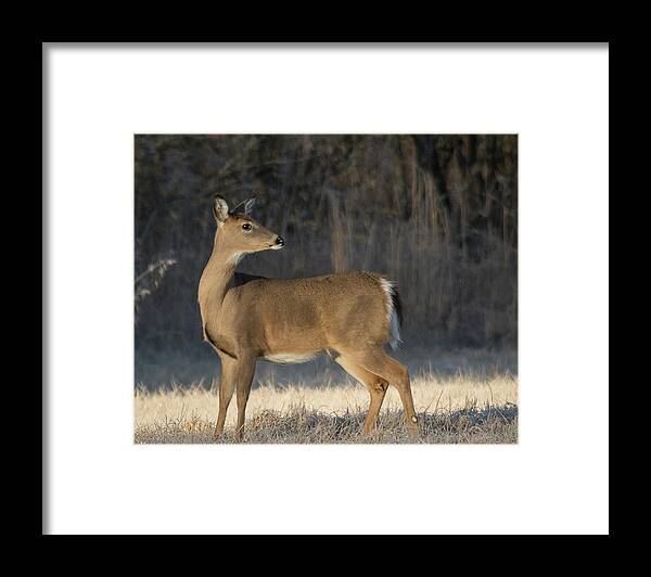 Wildlife Framed Print featuring the photograph Reflecting On The Past by John Benedict