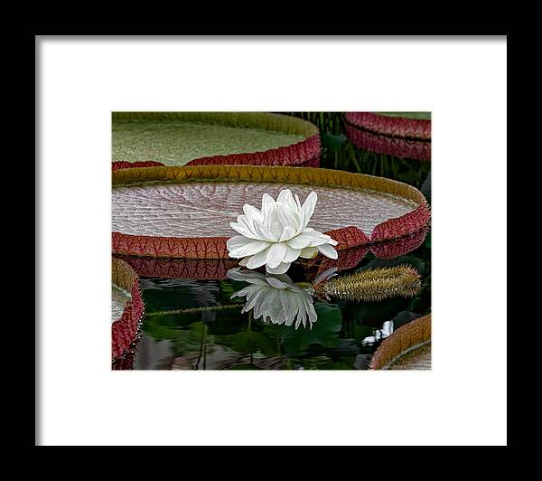 Water Lily Framed Print featuring the photograph Reflecting Pond by Phil Abrams
