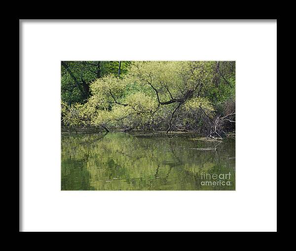 Trees Framed Print featuring the photograph Reflecting Spring Green by Ann Horn
