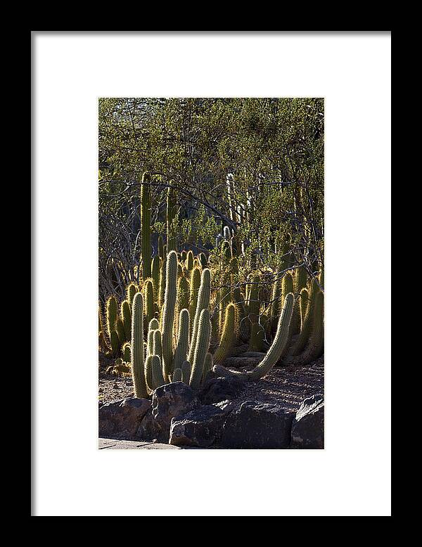 Landscape Framed Print featuring the photograph Reflecting The Sunshine by Phyllis Denton