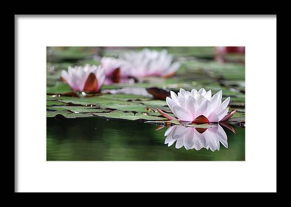 Pink Framed Print featuring the photograph Reflection by Amee Cave