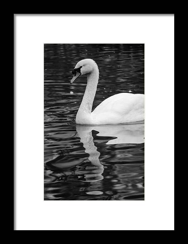 Lake Framed Print featuring the photograph Reflection of a white swan by AM FineArtPrints