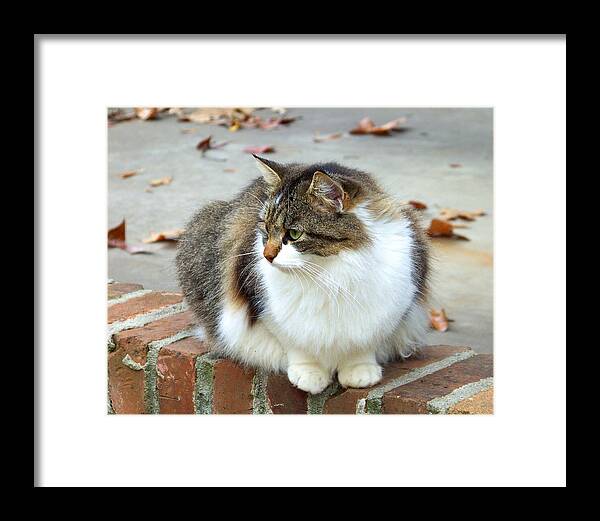 Cat Framed Print featuring the photograph Reflection of Autumn by Jai Johnson