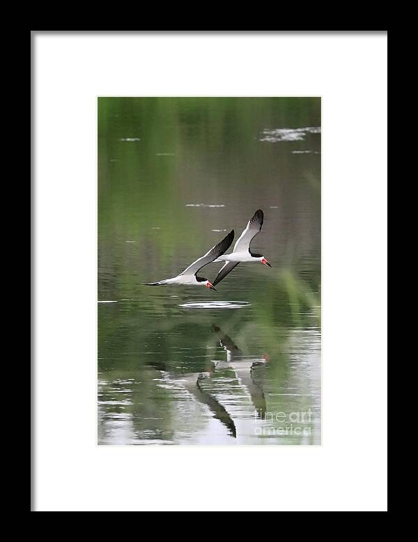 Bird Framed Print featuring the photograph Reflection of Skimmers over the Pond by Carol Groenen
