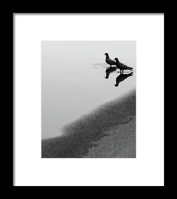 Two Pigeons Framed Print featuring the photograph Reflection of Two Love Birds in Water by Prakash Ghai