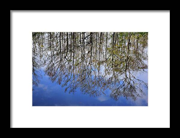 Florida Framed Print featuring the photograph Reflection Straight Up by Florene Welebny