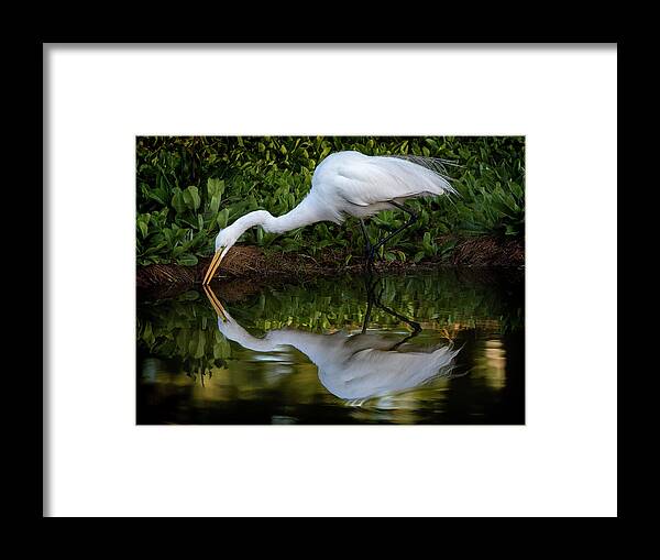 Bird Framed Print featuring the photograph Reflections by Bruce Bonnett