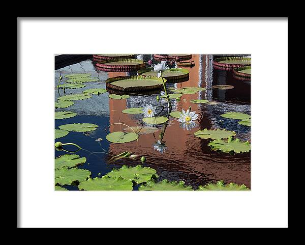 Photograph Framed Print featuring the photograph Reflections II by Suzanne Gaff