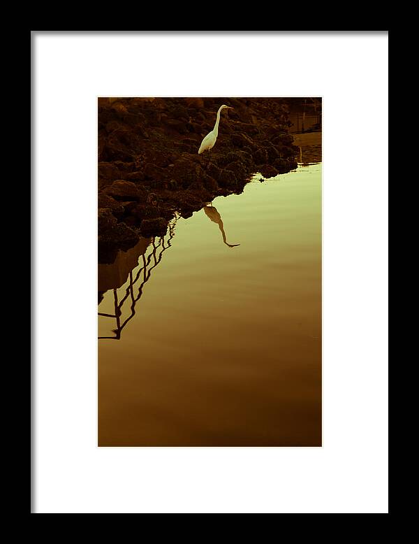 Egret Framed Print featuring the photograph Elegant Bird by Lora Lee Chapman