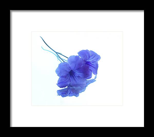 Purple Flowers Framed Print featuring the photograph Reflections by Louise Lindsay