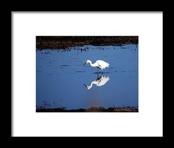Birds Framed Print featuring the photograph Reflections by Paul Ross