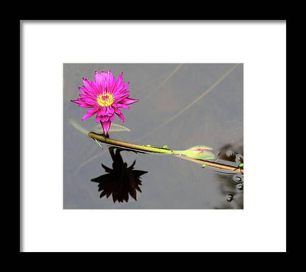 Waterlily Framed Print featuring the photograph Reflective Beauty by Mary Anne Delgado