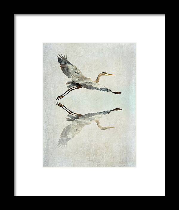 Great Blue Heron Framed Print featuring the photograph Reflective Flight by Fraida Gutovich