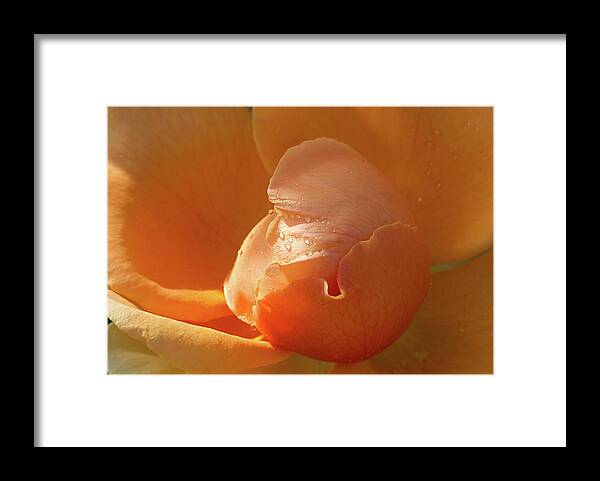 Rose Framed Print featuring the photograph Refreshing by Phyllis Denton
