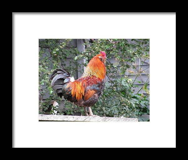 Poultry Framed Print featuring the photograph Regal Rooster by Anthony Trillo