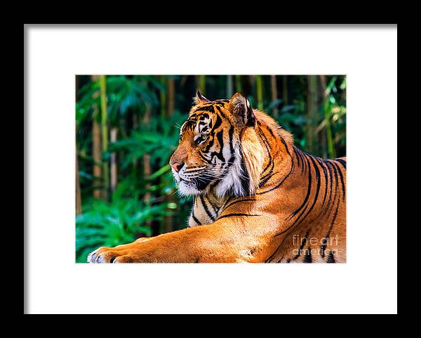 Animal Framed Print featuring the photograph Regal Tiger by Ray Shiu