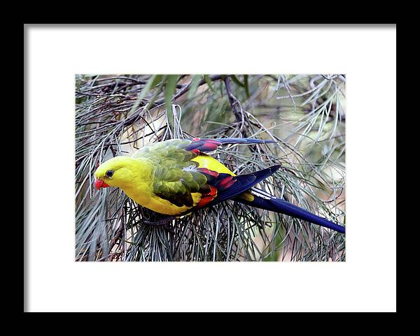 Regent Framed Print featuring the photograph Regent Parrot by Nicholas Blackwell