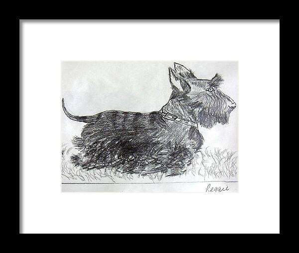 Scottie Framed Print featuring the drawing Reggie by Jamie Frier