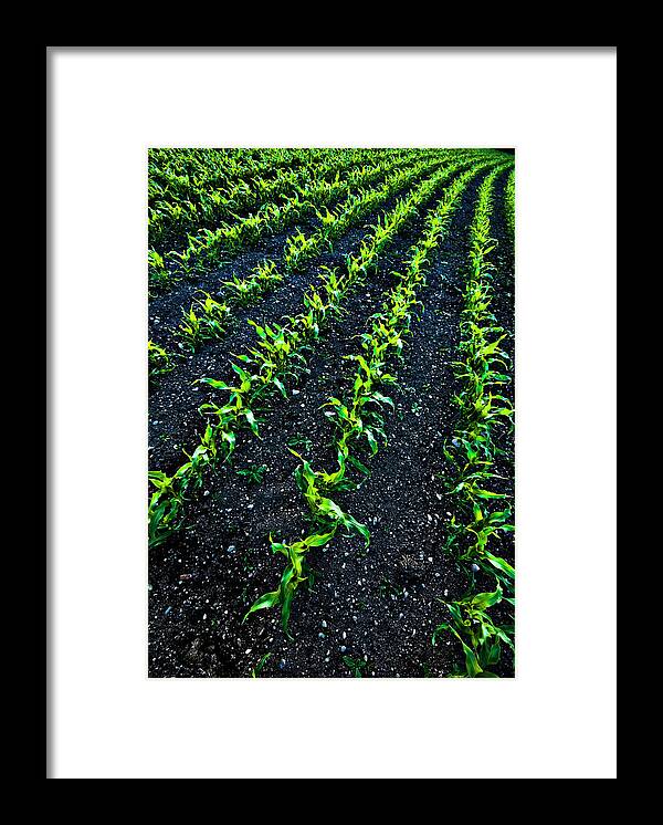 Corn Framed Print featuring the photograph Regimented Corn by Meirion Matthias