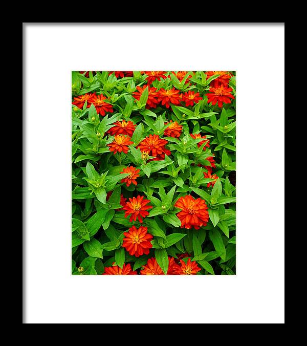  Framed Print featuring the photograph Rejuvenate by Rodney Lee Williams